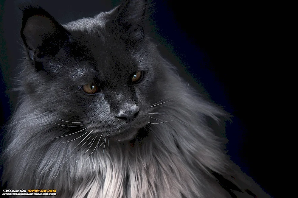 Maine Coon black