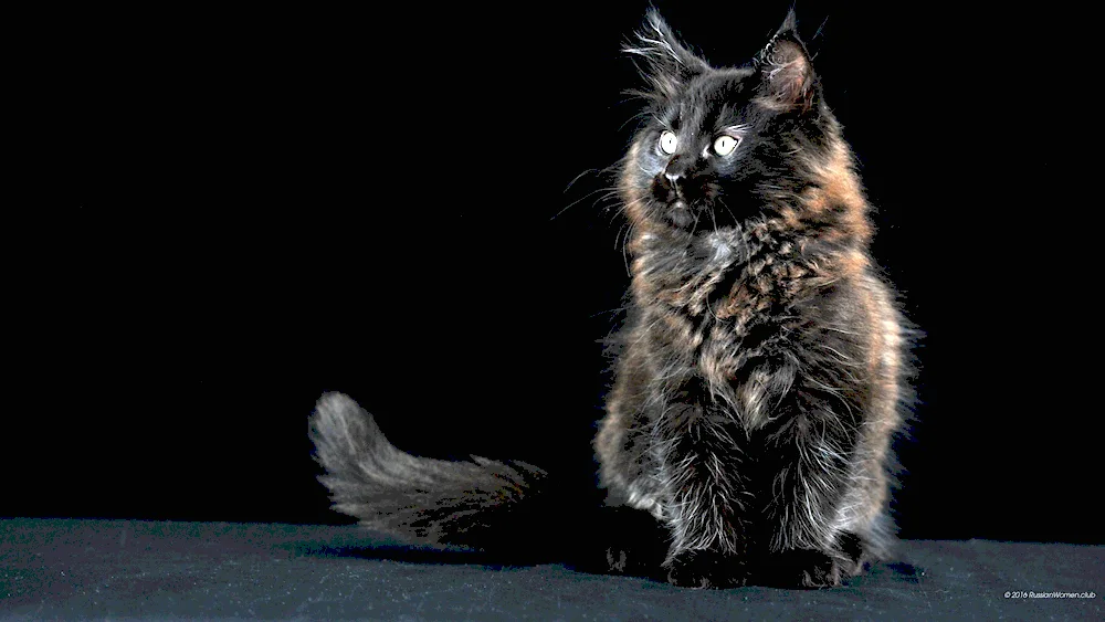 Maine Coon black