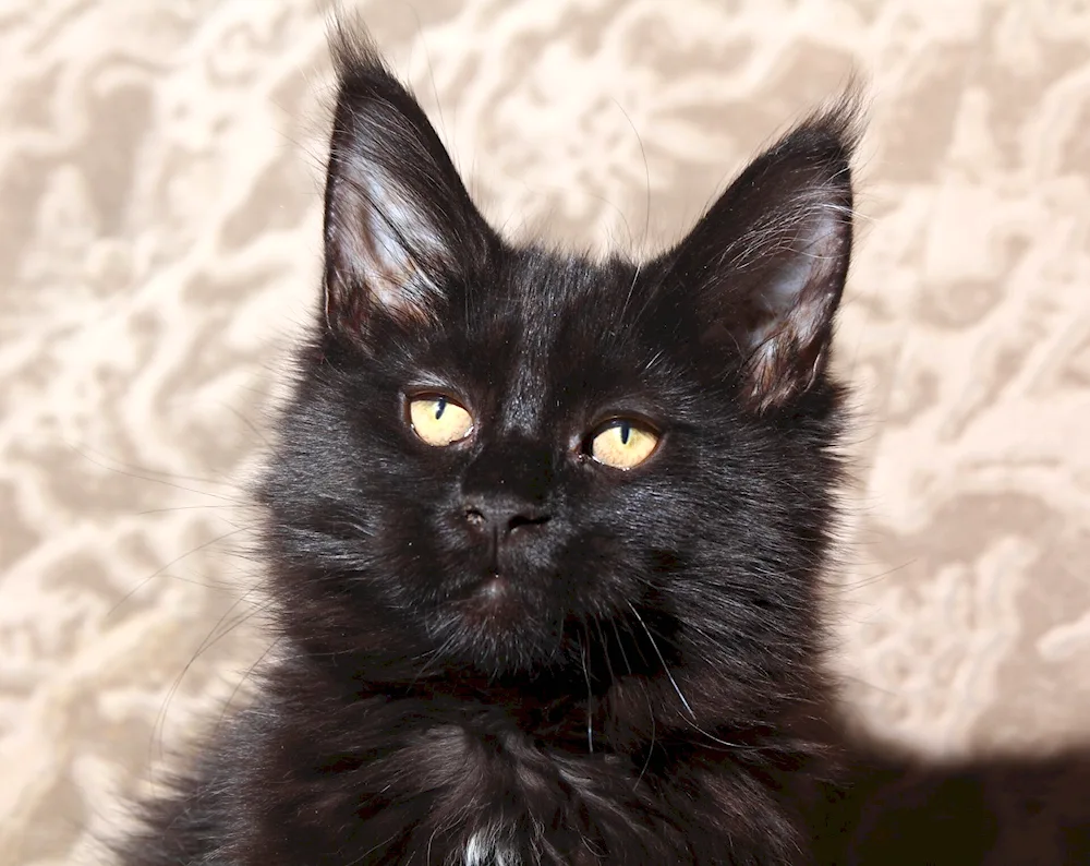 Maine Coon black