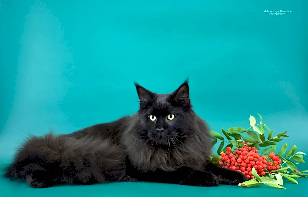 Maine Coon black