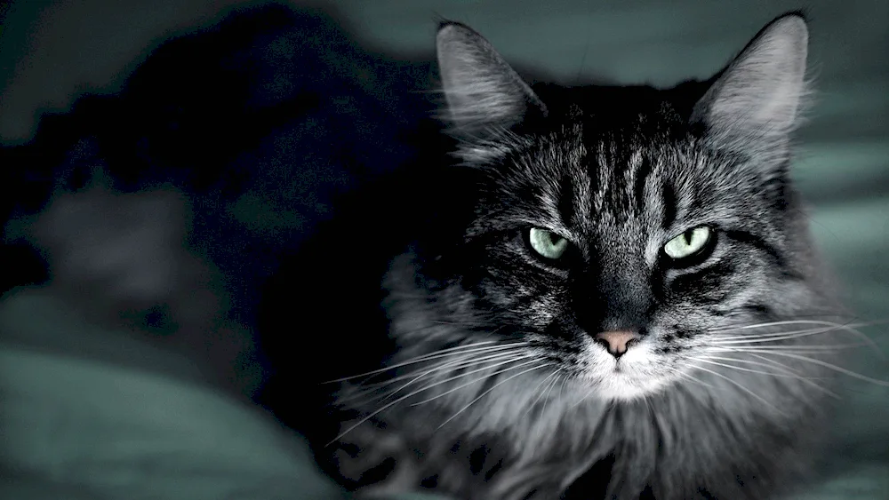 Maine Coon black cat