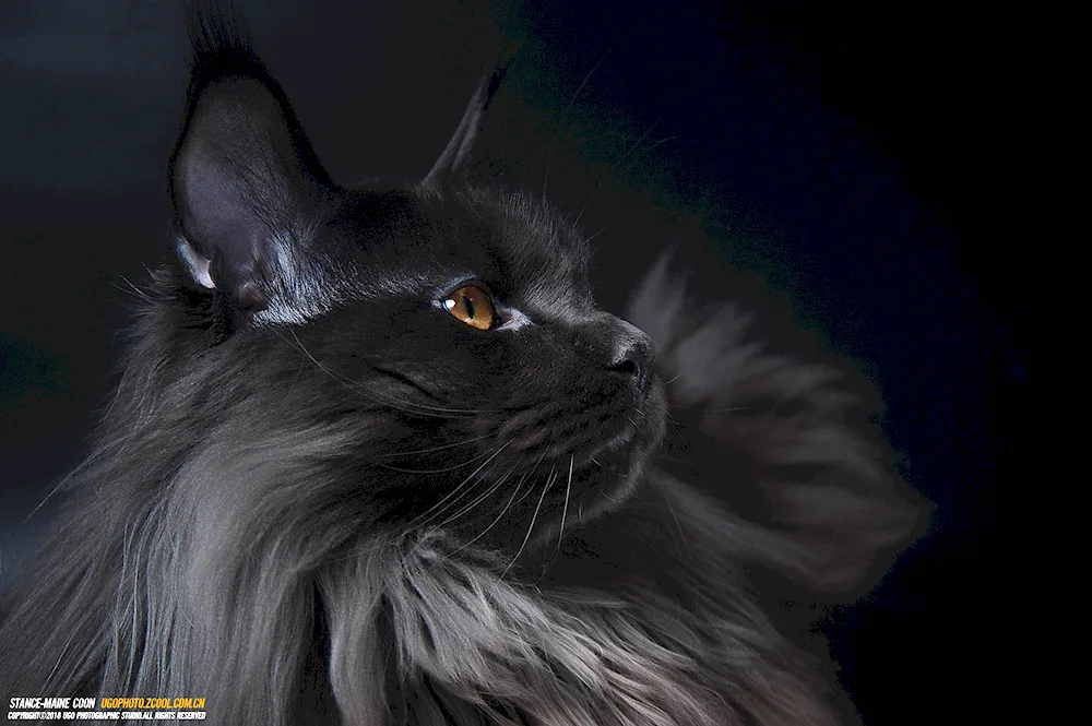 Maine Coon cat black