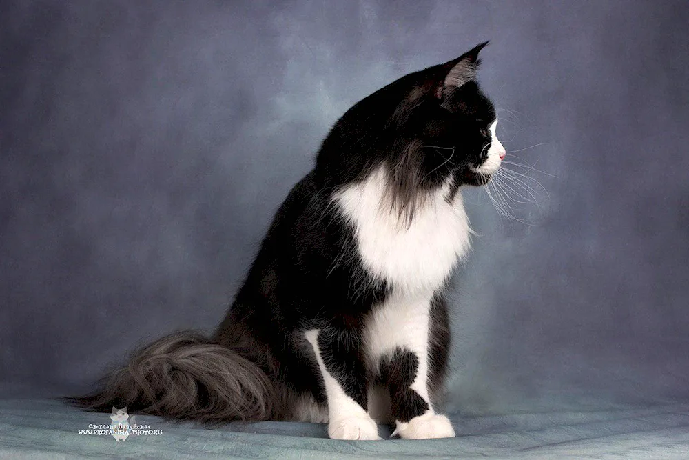 Maine Coon cat black