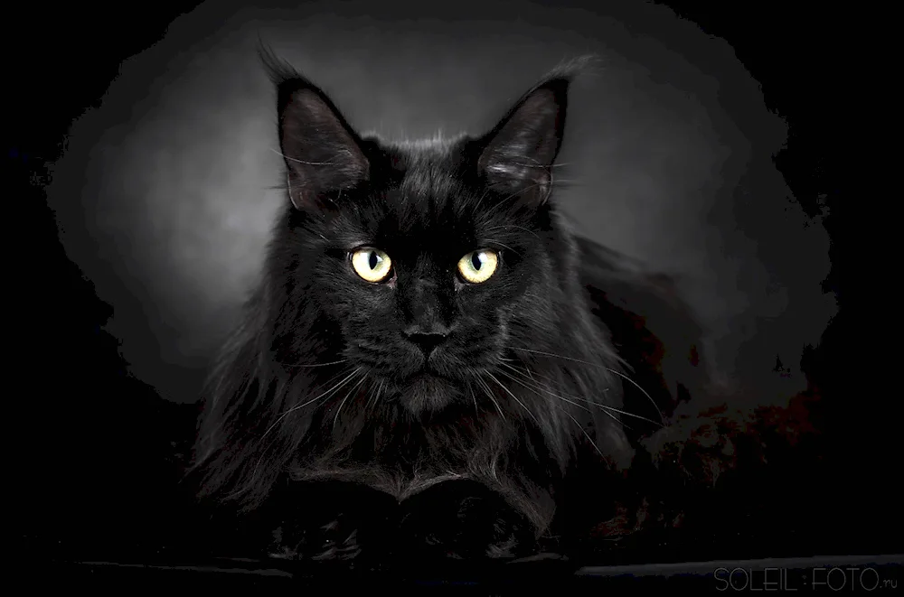 Maine Coon cat black