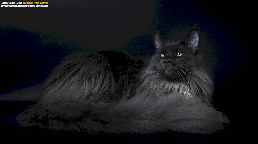 Maine Coon cat black