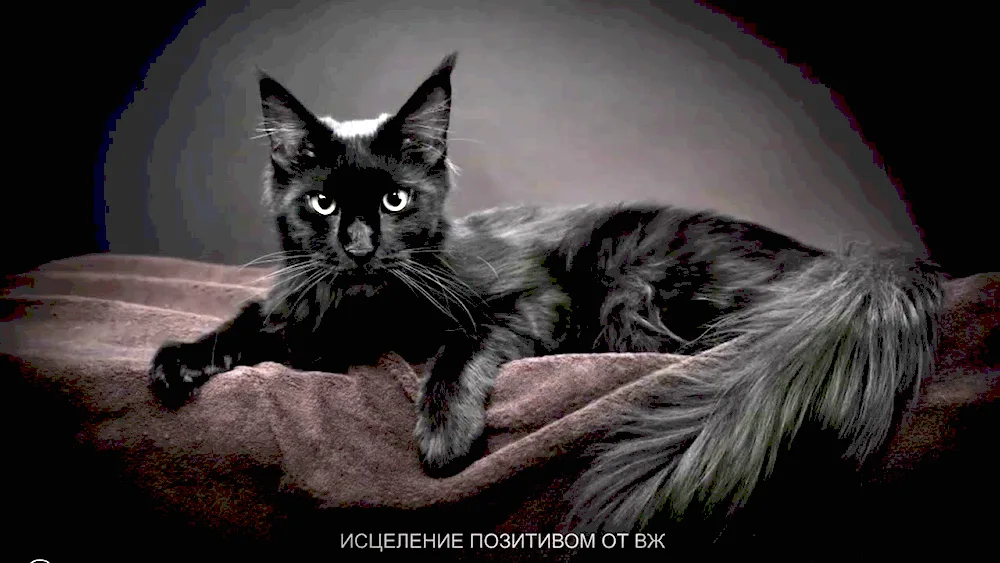 Maine Coon cat black