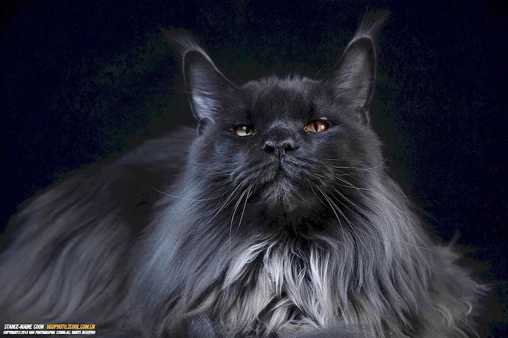 Maine Coon cat black