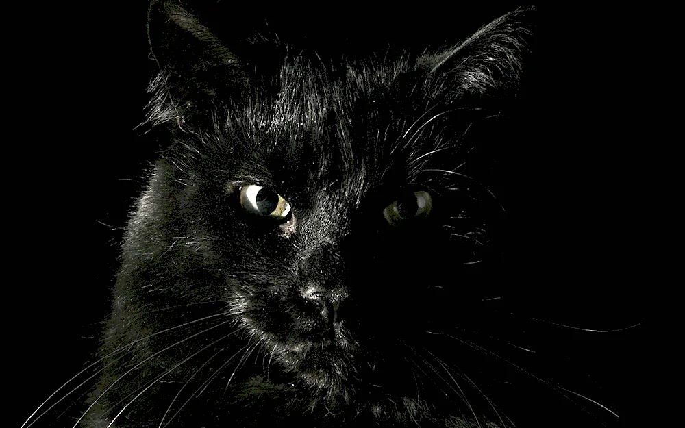 Maine coon black