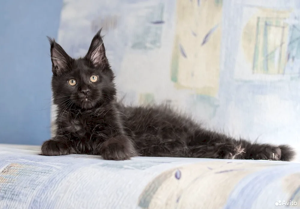 Maine Coon black