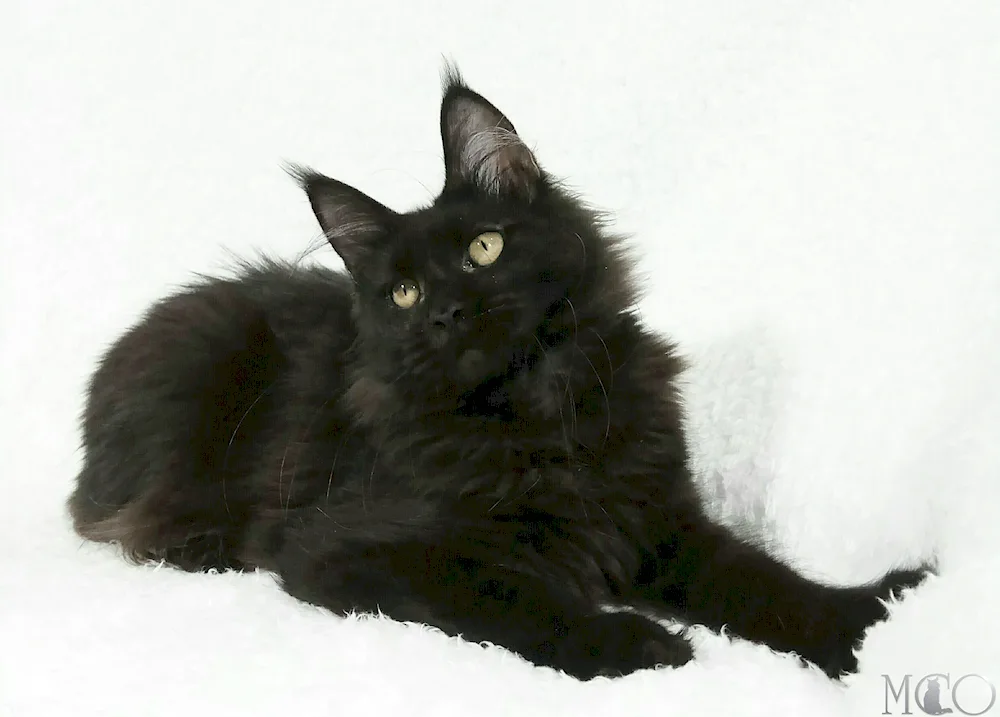 Maine Coon black smoke