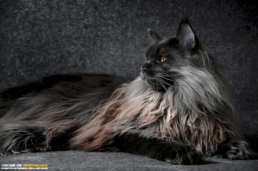 Siberian Maine Coon black