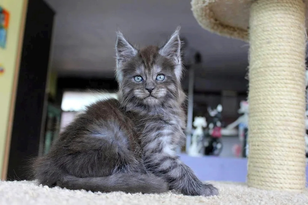 Maine Coon cat black