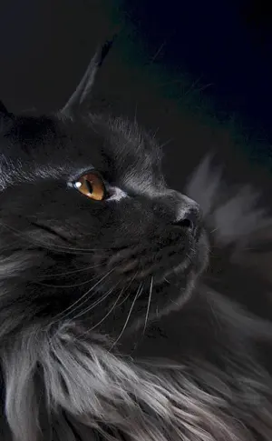 Maine Coon black