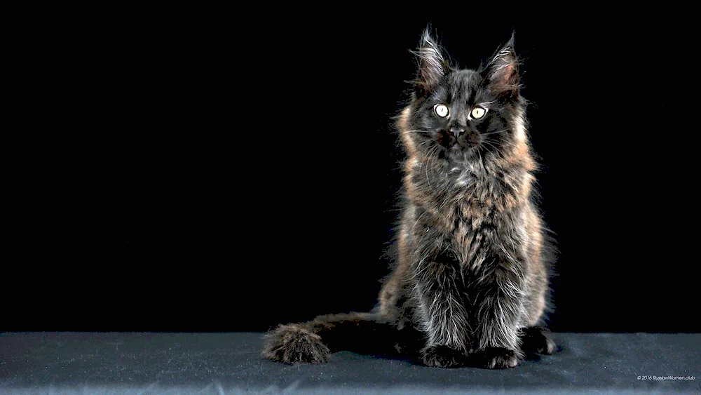 Maine Coon black