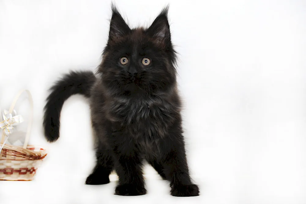 Maine Coon black