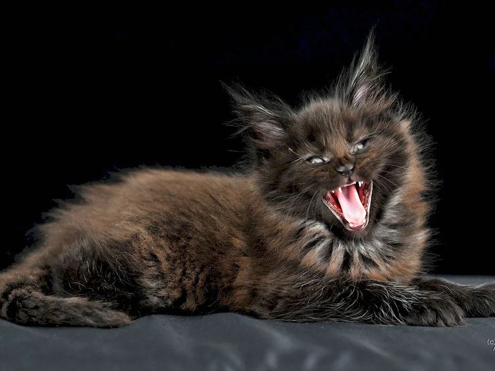 Maine Coon black