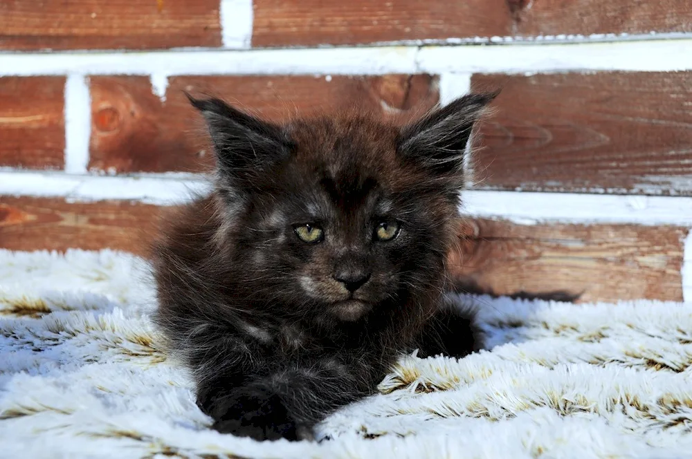 Maine Coon black smoke