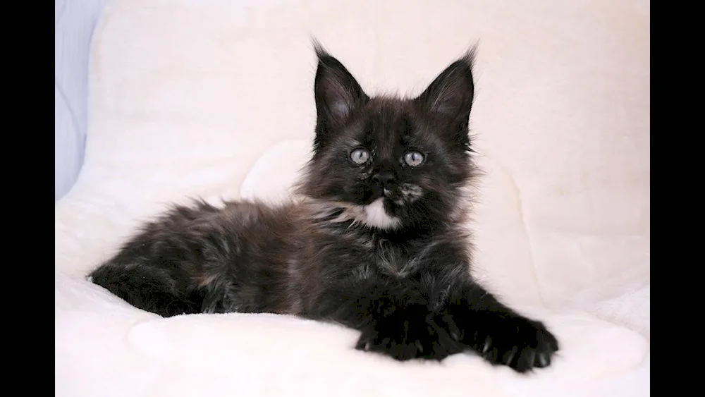 Maine Coon black smoke on silver