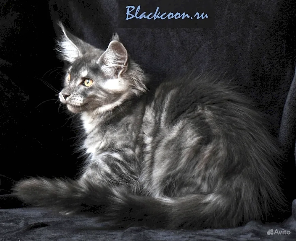 Maine Coon black smoke on silver