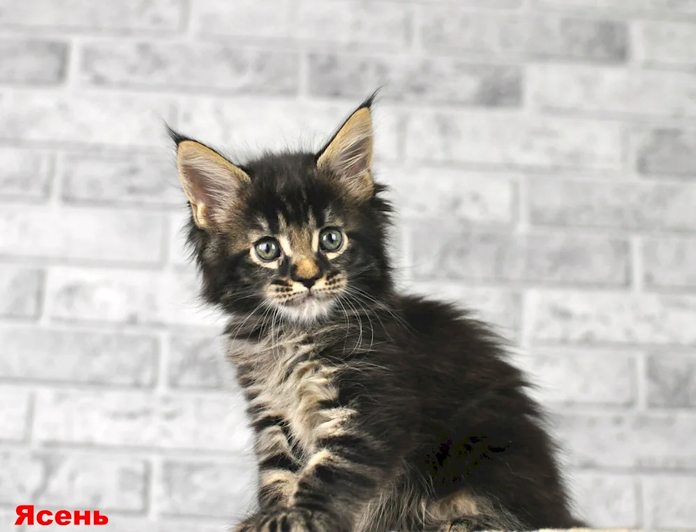 Maine Coon black smoke on silver