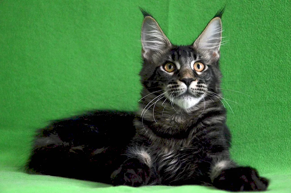 Maine Coon Black Marble