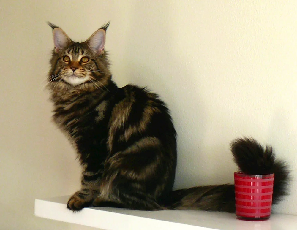 Maine Coon Black Marble