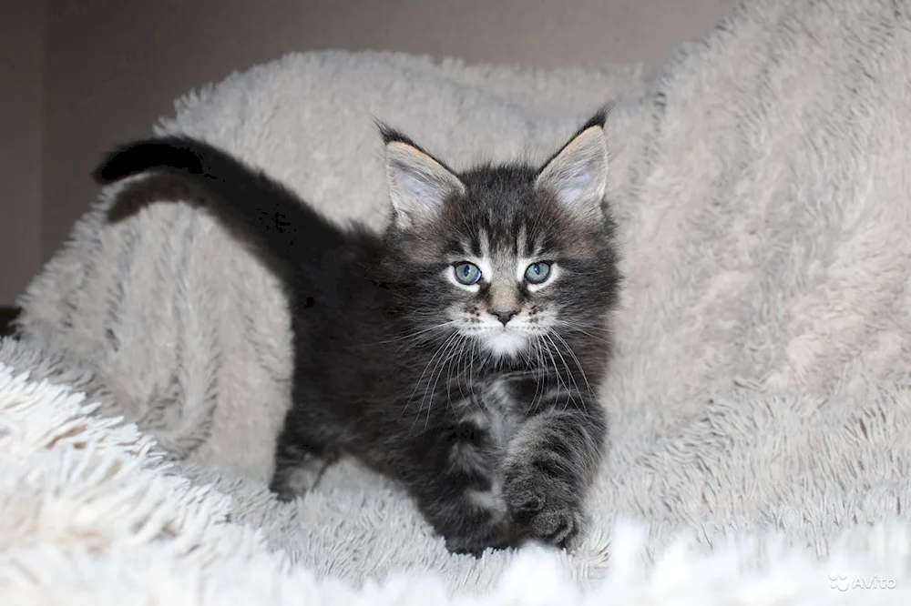 Maine Coon Black Marble