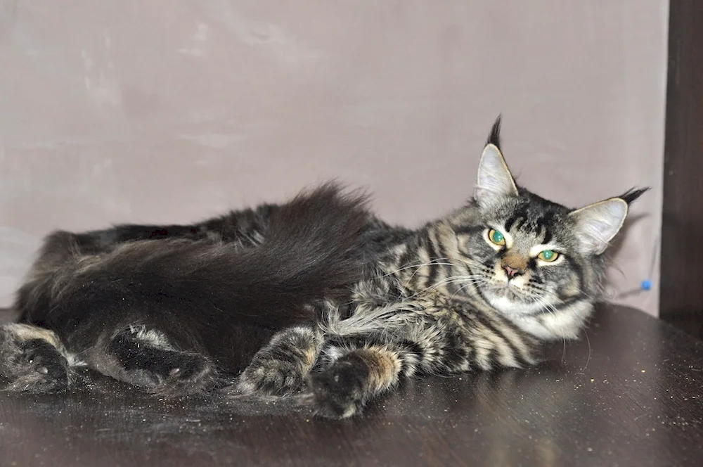 Maine Coon Black Marble