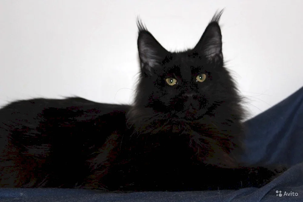 Maine Coon black