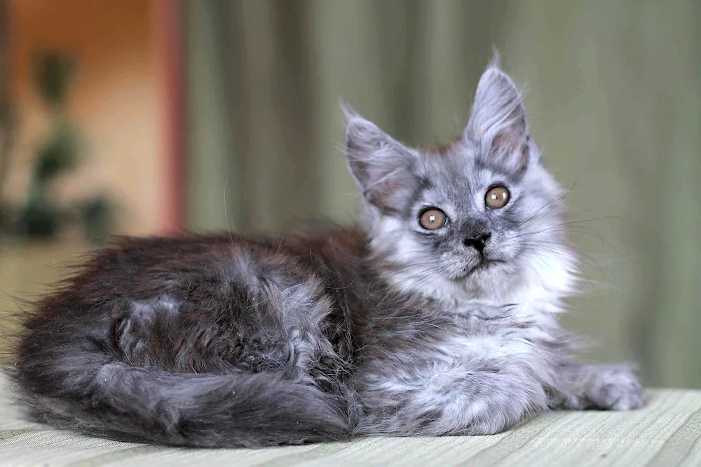 Maine Coon black