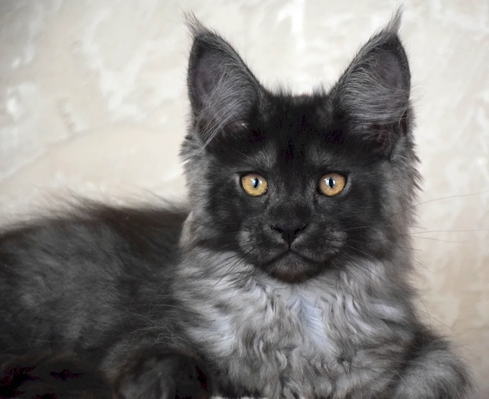 Maine Coon smoky black