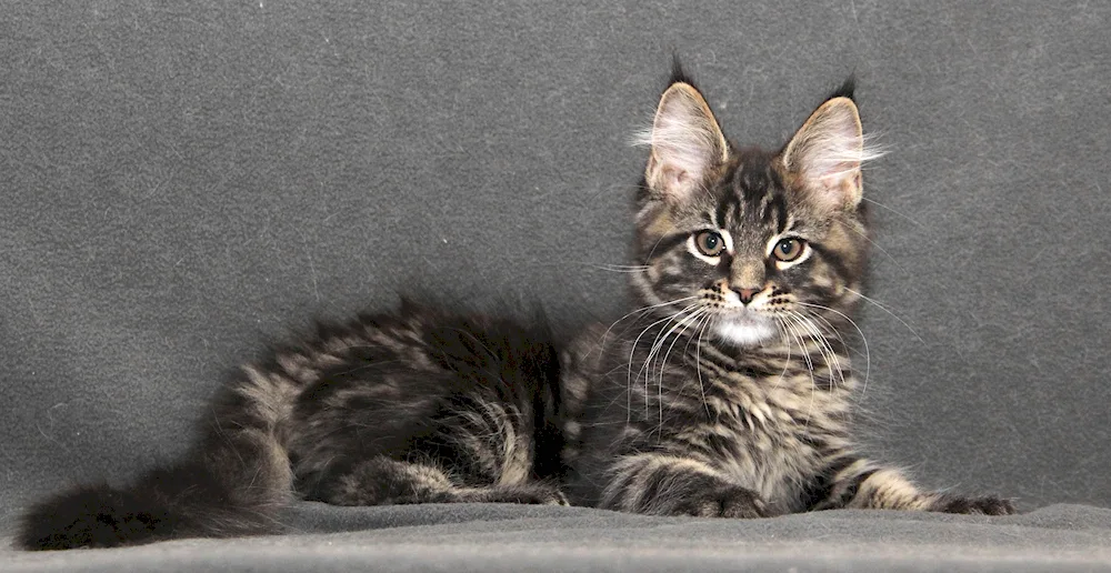 Maine Coon smooth-haired