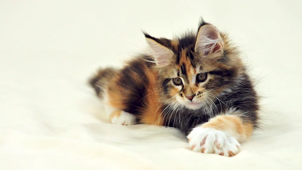 Maine Coon Calico