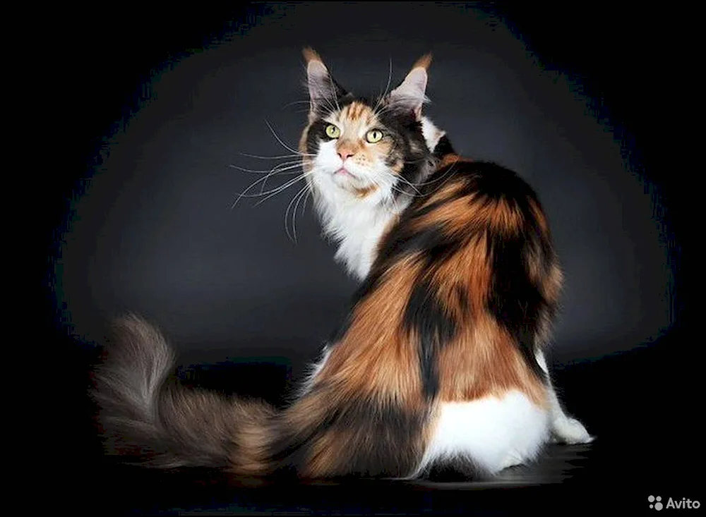 Maine Coon Calico