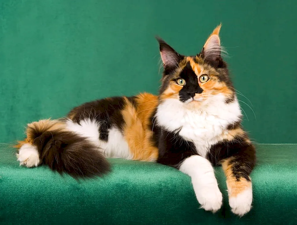 Maine Coon