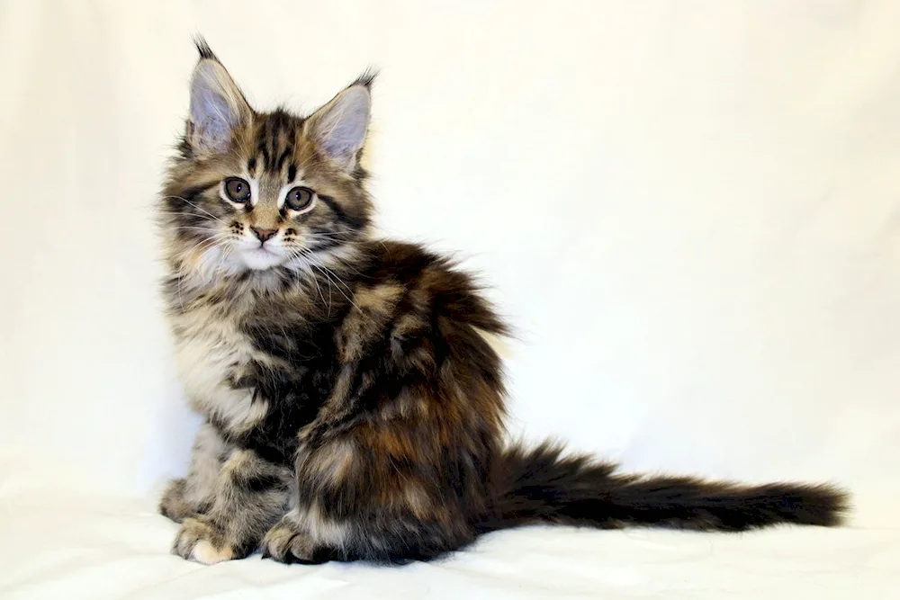 Maine Coon marble cat