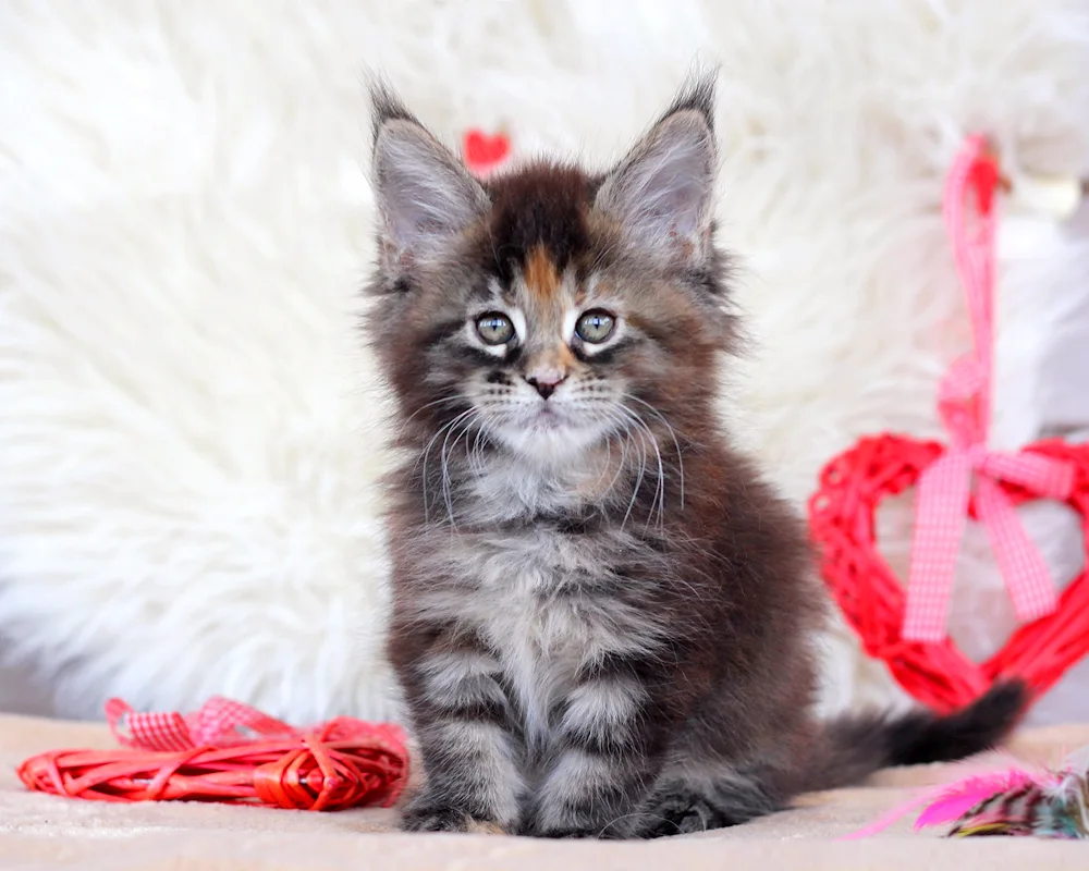 Maine coon kitten