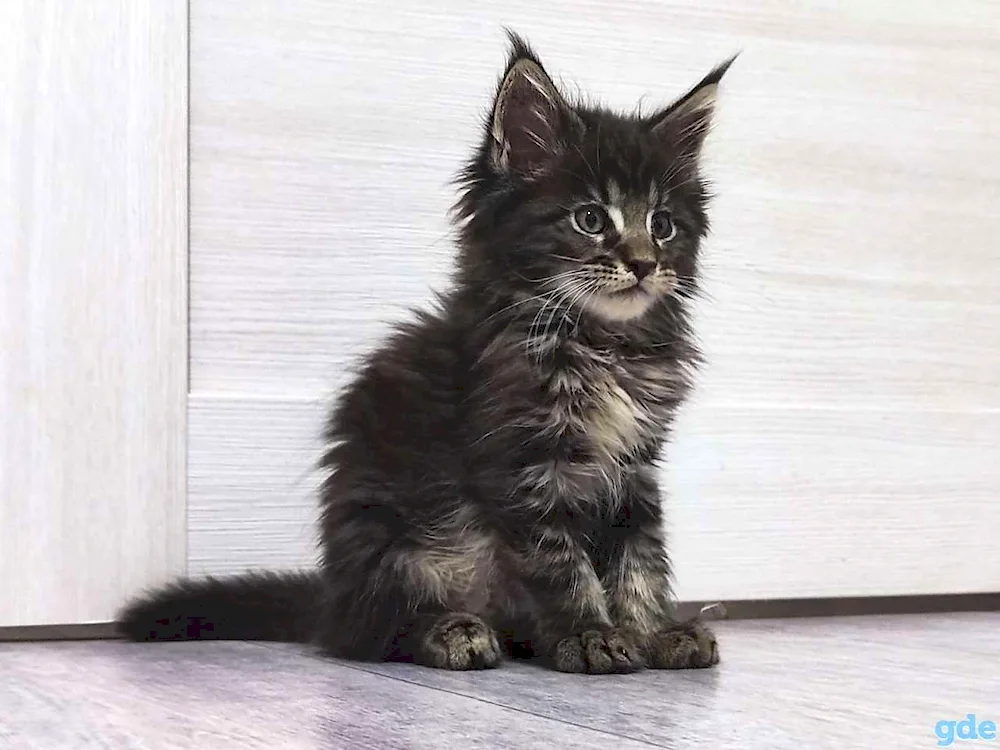 Maine Coon kitten 3 months old black