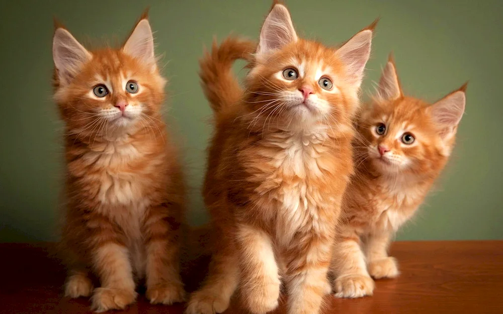 Maine Coon kitten