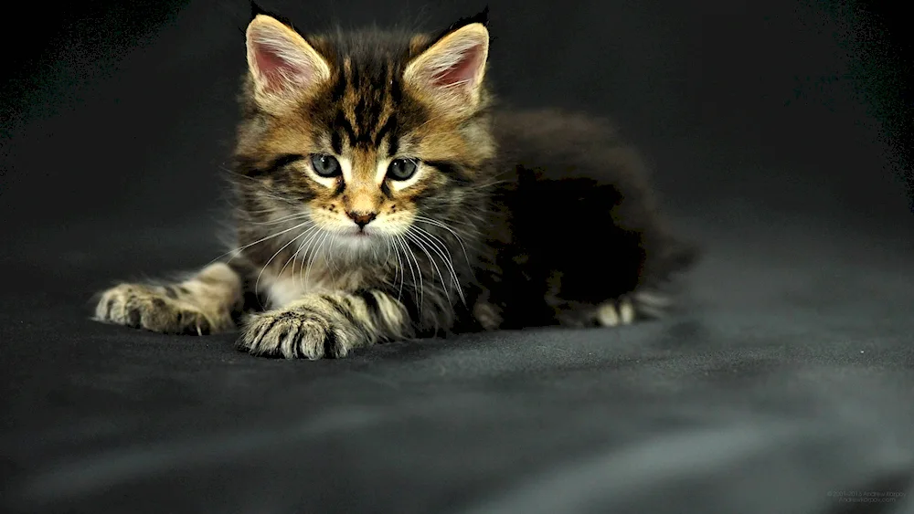 Maine Coon and lop-eared Scottish cat