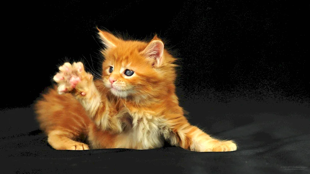 Maine Coon kitten