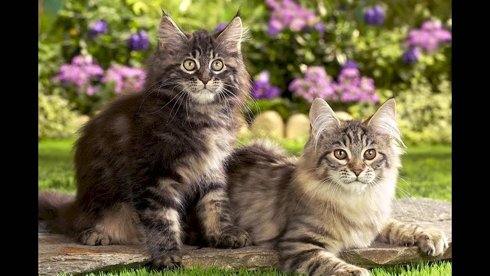 Maine Coon