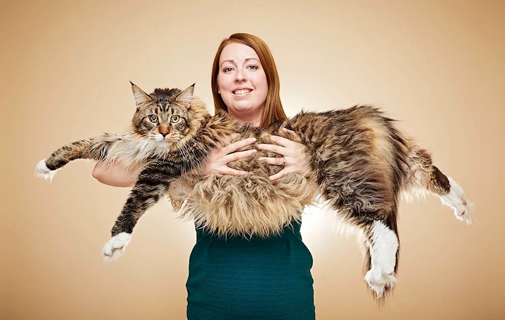 Siberian long-haired cat