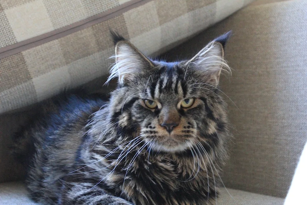 Maine Coon Métis