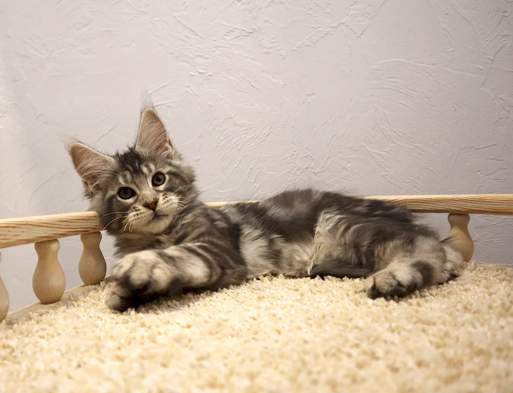 Maine Coon Métis