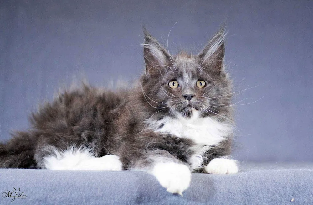 Maine Coon Métis