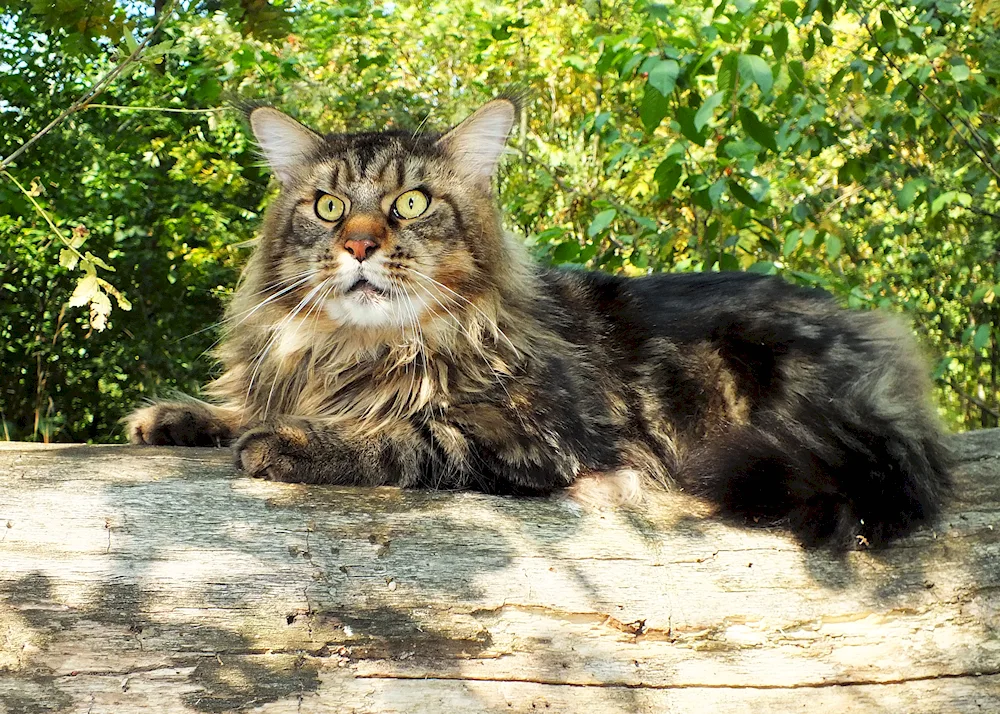 Main Coon Marble