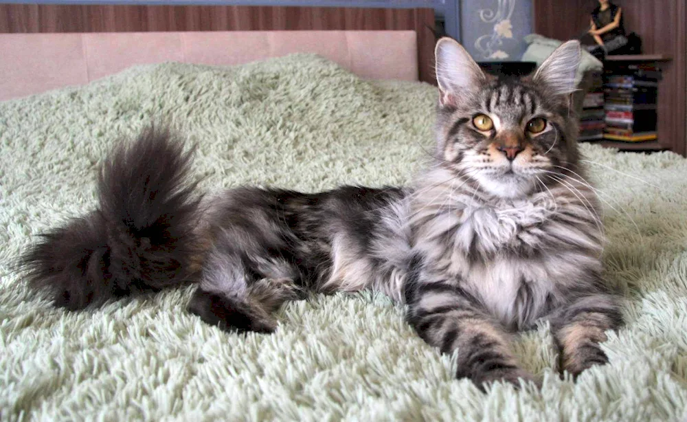 Main Coon Marble