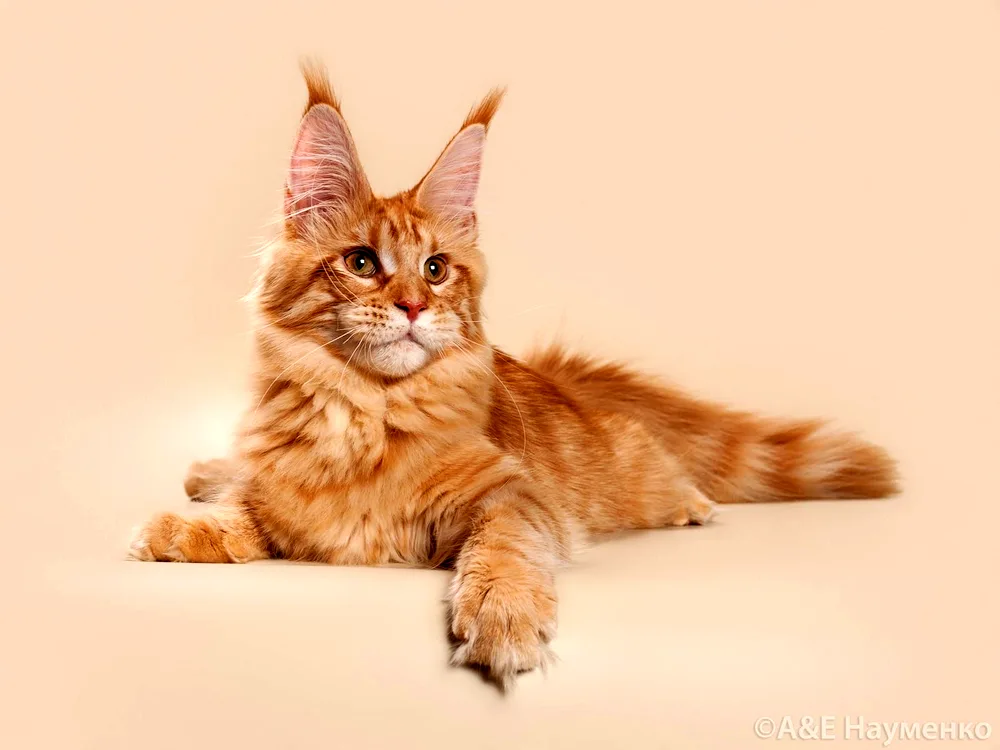 Maine Coon cat