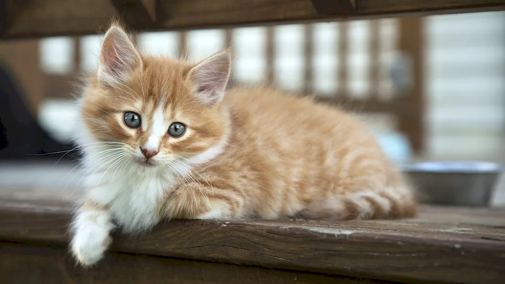 Maine Coon cat red